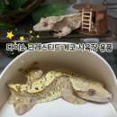 햄스터분양 베이비초롱 | 도마뱀 크레스티드 게코 사육장 다이소 용품 추천