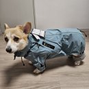 니즈더펫 | 비오는 날 강아지 우비 인터라켄 니즈더펫 강아지 올인원 레인코트 덕분에 장마 산책 해결했어요!