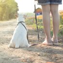 김포24시힐동물의료센터 이미지