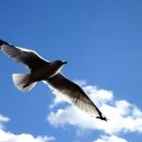 알바트로스 이미지