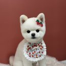 위위그루밍 이미지