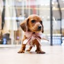 구산동강아지 이미지