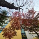 관곡초등학교(병설) 이미지