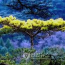 황금소나무 이미지