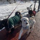 GPS 애견학교 이미지