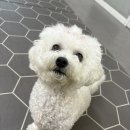 멍그니엘 애견호텔 경기광주점 | 산책과 휴식이 함께하는 곳, 경기도 광주 애견호텔 멍그니엘