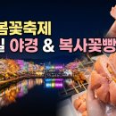 화순천 | 2026 화순 봄꽃축제 꽃강길 야간 경관 및 복사꽃빵 먹거리 후기