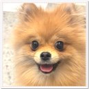 아이조아요양보호소 대구점 | 강아지파양을 고민한다면, 감정보다 먼저 확인해야 할 기준