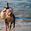 웃는강아지 이미지