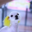 동삼동물병원