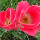 안산천1 이미지