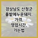 풀밭에 누운 돼지