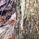 꾸지뽕농장민박 이미지