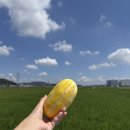 완산방-17 | 수습 감정평가사 출근 후기 (7달)