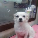 뽀삐애견 이미지