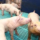 우리축사 이미지