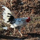 꼬꼬와아이들 이미지