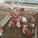 키다리농장 이미지