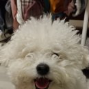 라온펫미용실 이미지