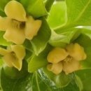 감꽃향기 이미지