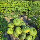 단호박 수확 이미지