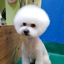 파주애견미용센터 이미지