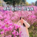 다송어린이집 | 부천 근처 가볼만한곳 원미산 진달래 동산 꽃구경