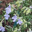 로즈마리 이미지