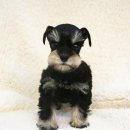 일산강아지분양 라펫 이미지