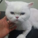 그루머연 이미지