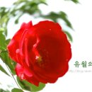 유월의목련
