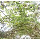 중부-현장-중부-1834 | 판소리