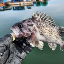 대야도항 이미지