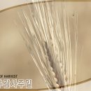 파워포인트 배경그림 - 맥추감사 & 추수감사절 이미지 이미지