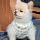 숲속의 향기 | 숲속의향기 강아지 나시 내복 1주일 착용하고 느낀 솔직한 장점 4가지