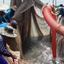 기선권현망수산업협동조합(멸치권현망수협) 이미지