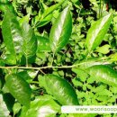 오리나무로 이미지