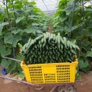 도경농장 이미지