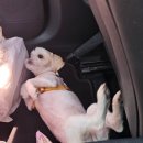 멍멍아 여기어때 이미지