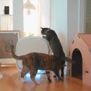 개인생활펫 | 고양이 털 제거? 필립스 퓨어 프로텍트 펫 공기청정기 AC3360/11 추천 후기