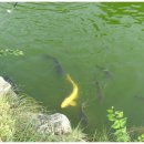 공지천 야외 음악당 이미지