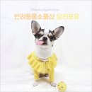 달리포유 - 10084 | 예쁜 강아지목걸이, 강아지핀, 애견장난감 : 반려동물용품 전문샵 달리포유