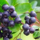 아로니아 이미지