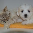 아리 동물병원 이미지