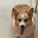 르네펫살롱 이미지