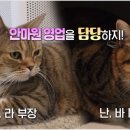 바다냥이네 이미지