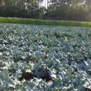 대견농장 이미지