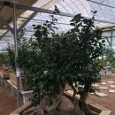 GreenFarm