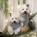 루체인알티스 이미지