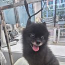 보들하이 이미지